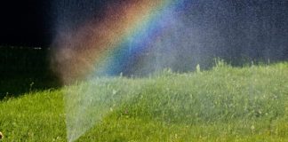 Irrigated Insights - How to Keep Your Lawn Lush Year Round