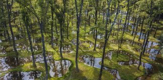 Art Biotop Water Garden Recognized with Inaugural Obel Award