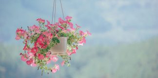 Cool and Fresh DIY Ways to Hang Plants Indoors