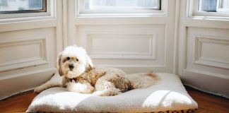 5 ways to have a clean house with pets