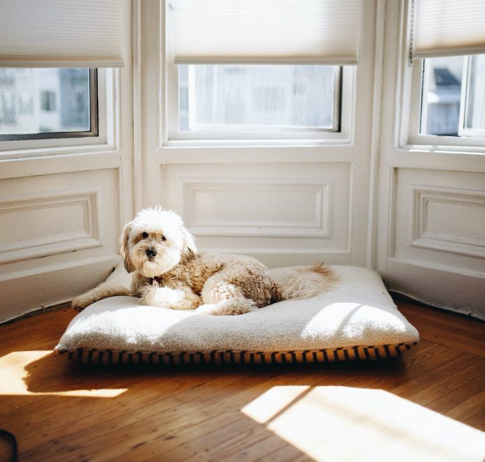 5 ways to have a clean house with pets