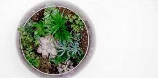 spring arrangement