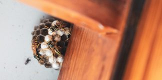 How to Effectively Remove a Wasp Nest