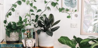 6 Ways to Make Your Home Feel Like a Tropical Paradise