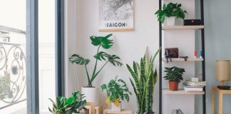 5 Quick Tips on Keeping Your Indoor Plants Healthy