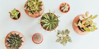In-house Plants For Creating Your Personal Green Oasis at Home
