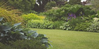 Complete Backyard Cleanup and Restoration