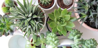 Benefits of Power Si to Your Plants