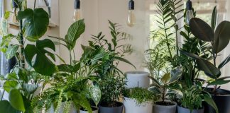 House Plants: What Are the Health Benefits of a Plant Delivery Online?